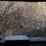 Birdie in the Window